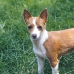 Portuguese Podengo breed