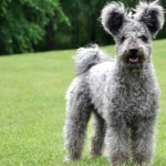 Pumi breed wallpapers for desktop