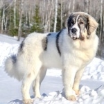 Pyrenean Mastiff new wallpapers