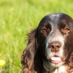 Russian Spaniel hd pics