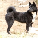 Russo-European Laika new photos