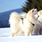 Samoyed breed high quality wallpapers