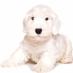 Sealyham Terrier new wallpapers