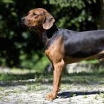 Serbian Hound pic