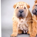 Shar Pei wallpapers