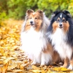 Shetland Sheepdog new wallpapers