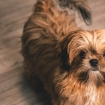 Shih Tzu free