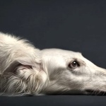 Silken Windhound high definition photo