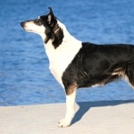 Smooth Collie hd photos