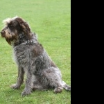 Spinone Italiano high quality wallpapers