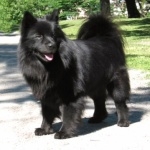 Swedish Lapphund breed