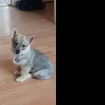 Swedish Vallhund new wallpapers