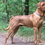 Terceira Mastiff wallpaper