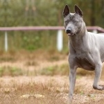 Thai Ridgeback high definition photo