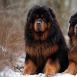 Tibetan Mastiff wallpapers hd