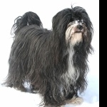 Tibetan Terrier hd desktop