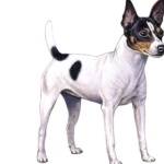 Toy Fox Terrier pic