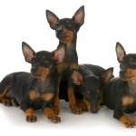 Toy Manchester Terrier new wallpaper