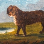 Tweed Water Spaniel photo