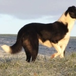 Welsh Sheepdog pic