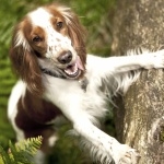 Welsh Springer Spaniel download