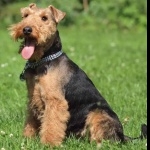 Welsh Terrier breed