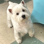 West Highland White Terrier new photos