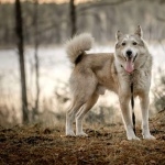 West Siberian Laika new wallpapers