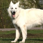 White Shepherd widescreen