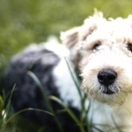 Wire Fox Terrier pics