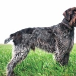 Wirehaired Pointing Griffon images