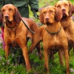 Wirehaired Vizsla new wallpapers