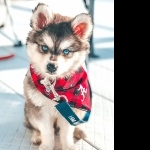 Alaskan Klee Kai wallpapers for desktop