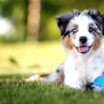 Australian Shepherd background