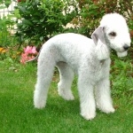 Bedlington Terrier full hd