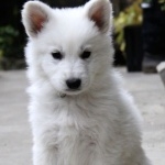 Berger Blanc Suisse new photos