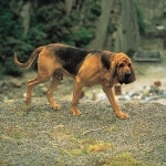 Bloodhound hd pics