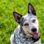 Blue Heeler widescreen