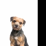 Border Terrier new wallpapers