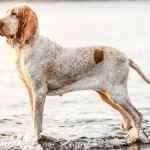 Bracco Italiano high definition photo