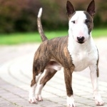 Bull Terrier breed