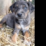 Catahoula Cur hd pics