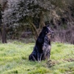 Cumberland Sheepdog new wallpapers