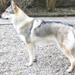 Czechoslovak Wolfdog pics