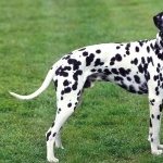 Dalmatian breed hd wallpaper