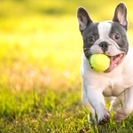 French Bulldog free download