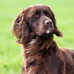 German Longhaired Pointer desktop