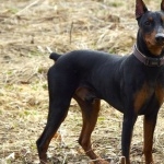 German Pinscher hd