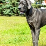 Great Dane wallpapers