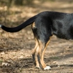 Greater Swiss Mountain Dog image